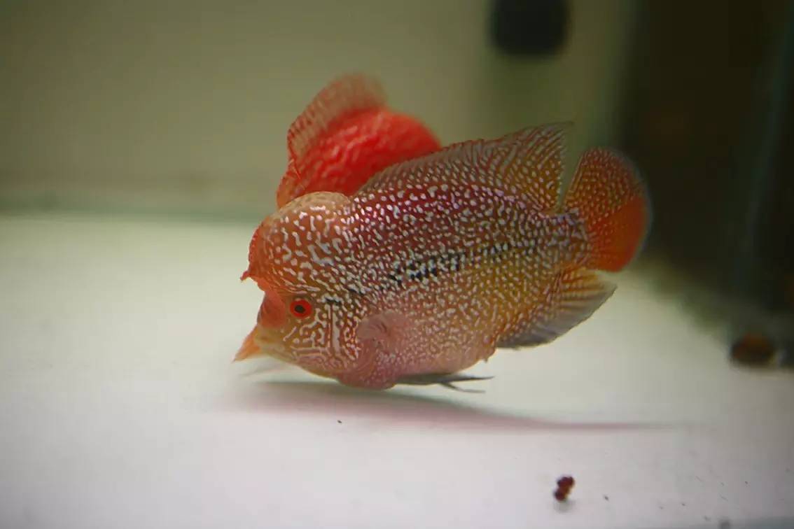 罗汉鱼被压制怎么办,罗汉鱼压苗是什么意思