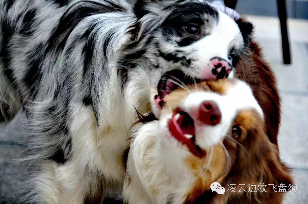 伴侣犬行为管理是什么,大狗狗伴侣犬怎么养活