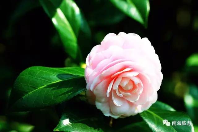 您好，2017年｜阳光灿烂，花果飘香，迎新年这些地方你不得不去！