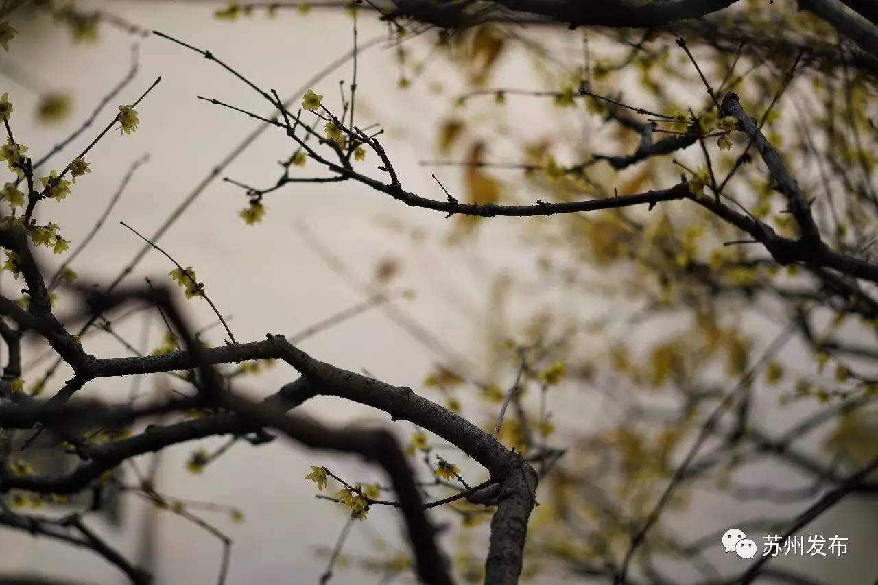 网师园里访腊梅:香密染成宫样黄……