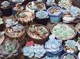 一九九六年历史大事,17年多肉市场变化趋势