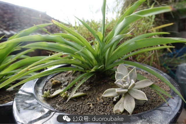 爱生活爱养花花卉绿植养护小知识,爱生活爱养花多肉植物养护小技巧