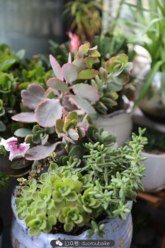 新手种植多肉植物教程,爱生活爱养花花卉绿植养护小知识