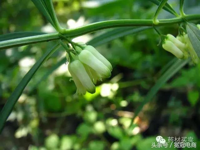 三分治，七分养！十大“健康”养肺中药，让你远离结核病！