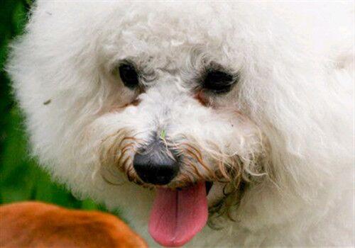 选择汪星人只看价格?真实经历告诉你为何不要贪便宜