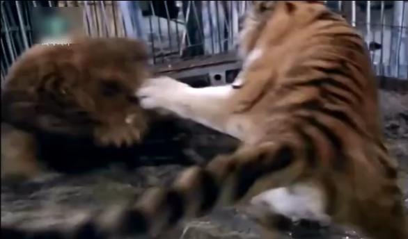 列举老虎无敌各种优点，狮子和熊都不是对手，不服来辩