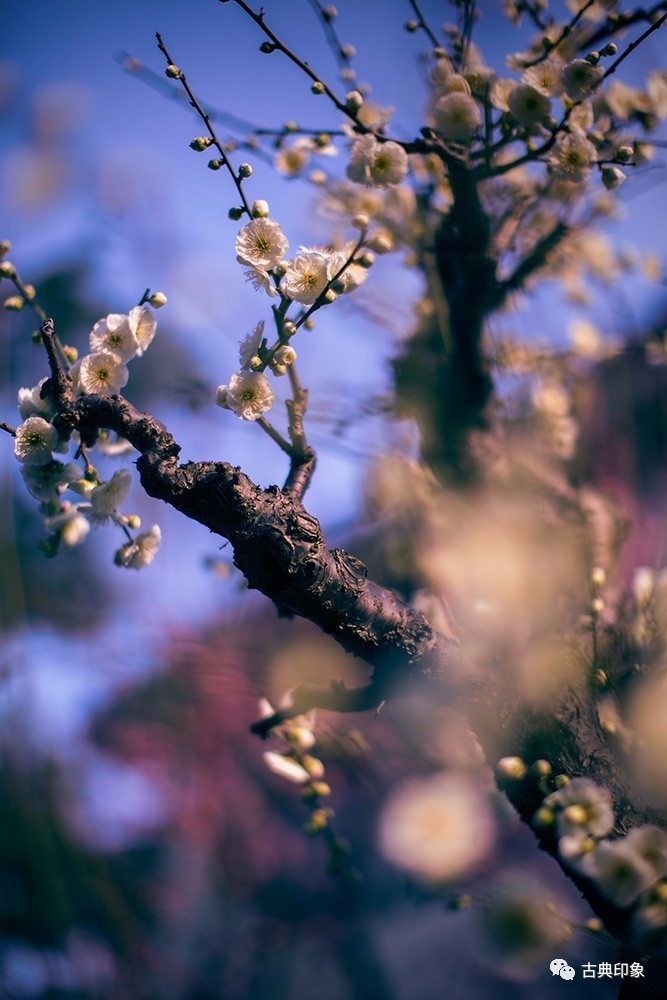 青江梅花香雪海,香雪海梅花国画