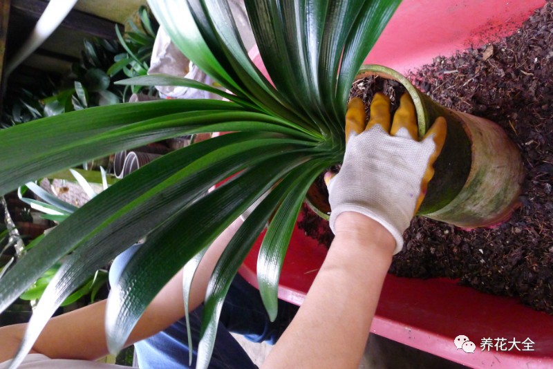 别人家的君子兰,君子兰没长出来就开花了怎么回事