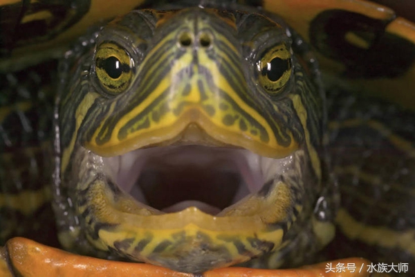 巴西龟为什么老是张开嘴巴,巴西龟老是张开嘴巴是怎么回事