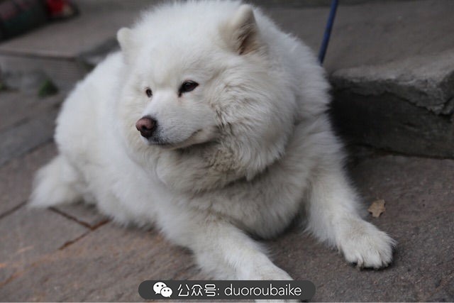 古镇寻肉记:那些旅行中遇见的植物!