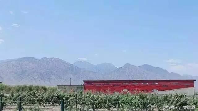 如何辨别葡萄酒真的假的,怎样辨别葡萄酒是真的是假的