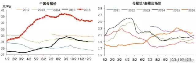2019下半年猪价还能涨到多少,2019年猪价走势如何