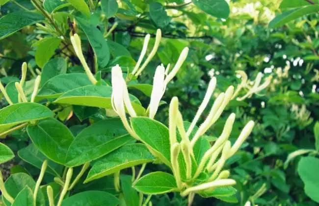 感冒咳嗽没胃口该吃什么菜,感冒咳嗽不知道吃什么菜好