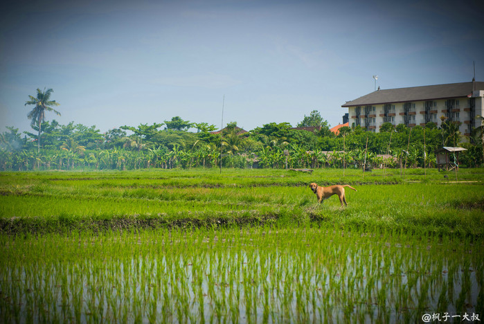 巴厘岛海神庙还要门票吗现在,海神庙巴厘岛印度教神庙之一