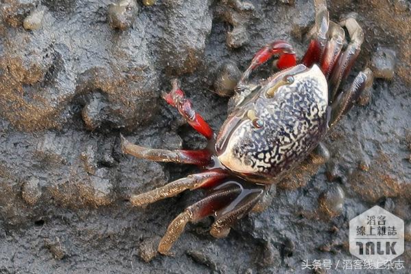 夕阳下的湿地美景,冬日下的湿地公园美如画
