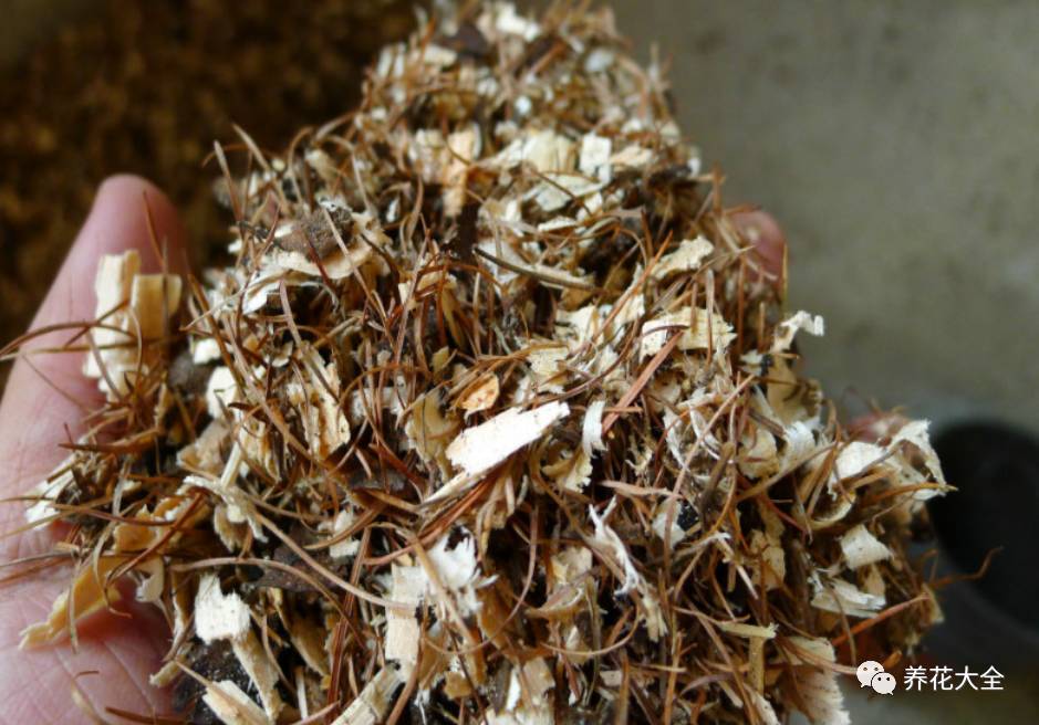 别人家的君子兰,君子兰没长出来就开花了怎么回事