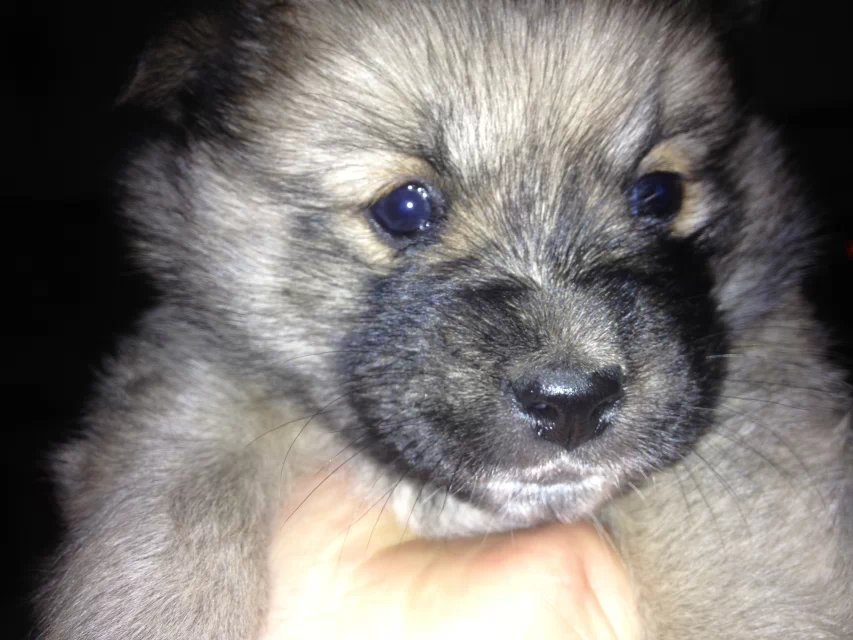 她叫肉肉(土话;扭扭)