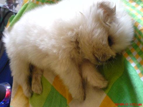 选择汪星人只看价格?真实经历告诉你为何不要贪便宜