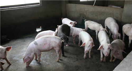 猪为什么到处乱拉尿,为什么这些猪很喜欢吃野草