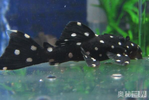 24k黄金达摩野生和人工的区别,24k黄金达摩真的有黄金吗