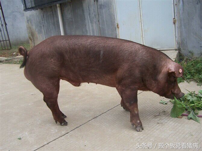 如何做好公猪的饲养管理,公猪的科学管理方法