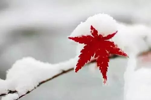 风吹腊梅香的诗句,风吹腊梅香时至小寒