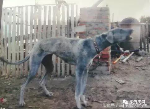 古老的狩猎犬中国细犬的落寞,中国古代细犬狩猎兔子
