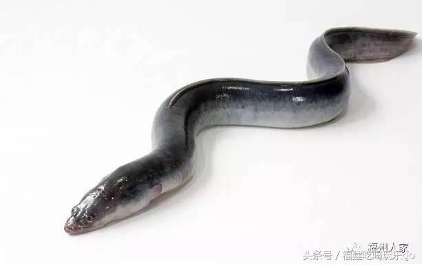 福建十大公认最好吃的菜,福建海鲜美食排行榜前十名