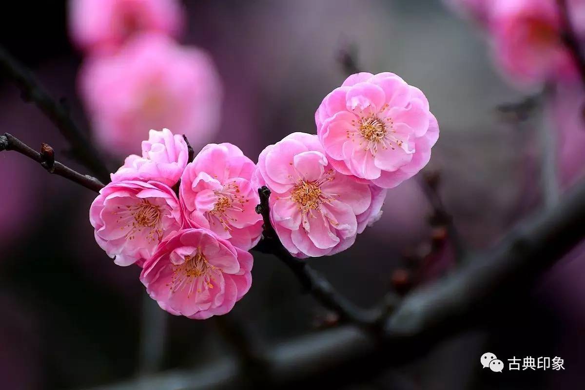 青江梅花香雪海,香雪海梅花国画