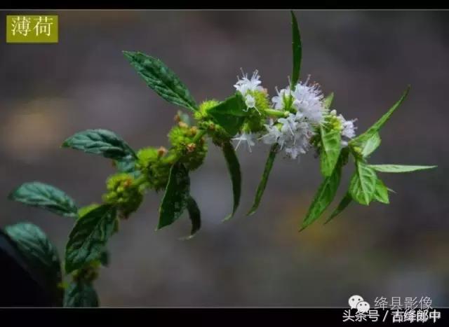 民间草药薄荷的作用,南方山林里的常见草药