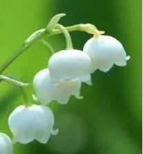 风铃物语彩线,风铃物语主题