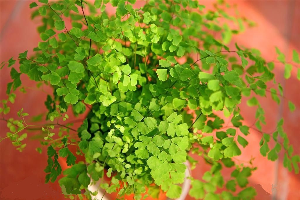 铁线蕨叶子变黑,铁线蕨为什么有的叶子变黑了