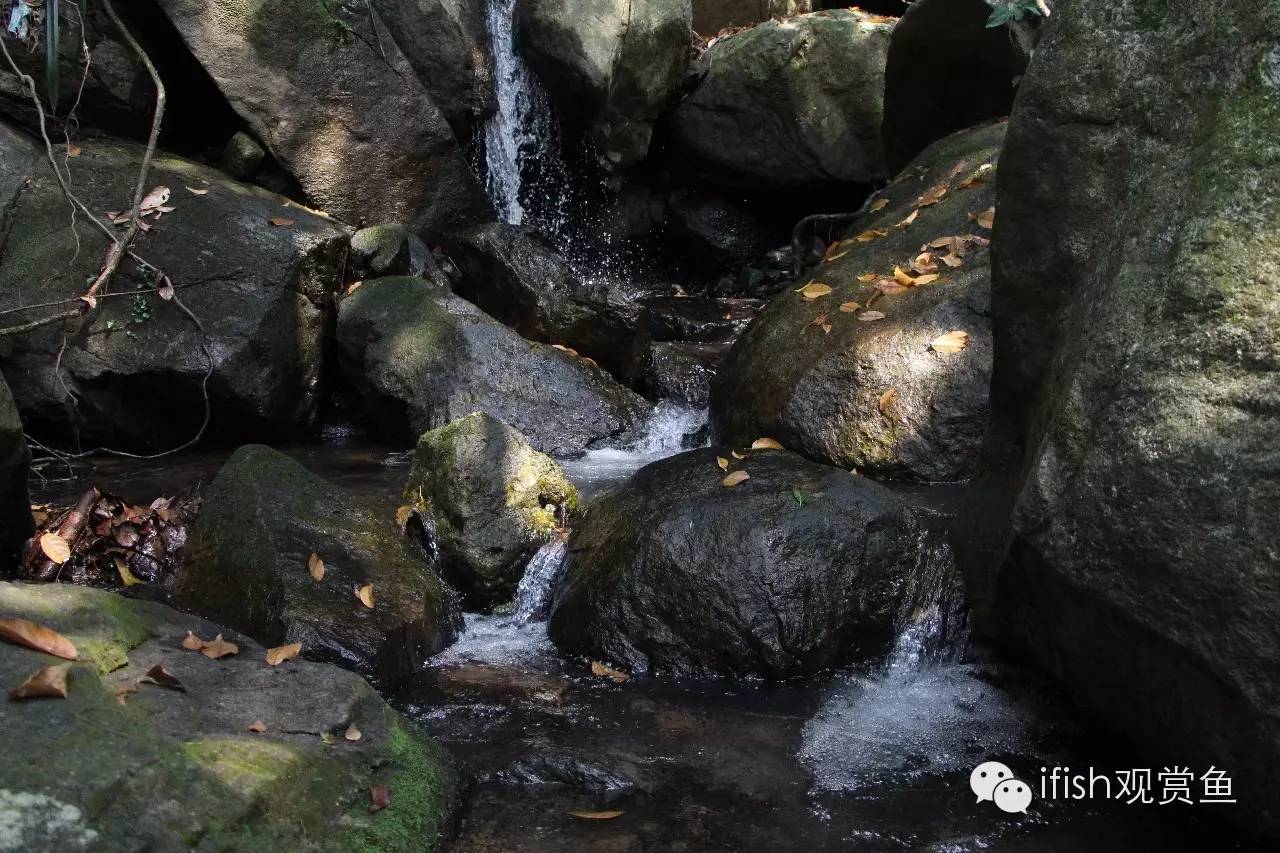 大圣年,大圣过年放鞭炮