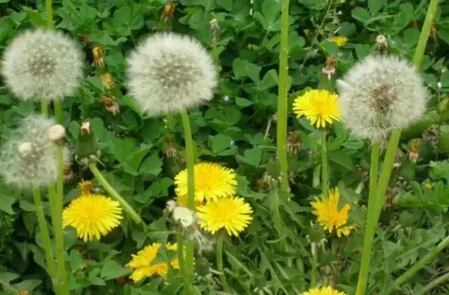 云南人再贵也要吃野生菌,云南人吃饭奢侈