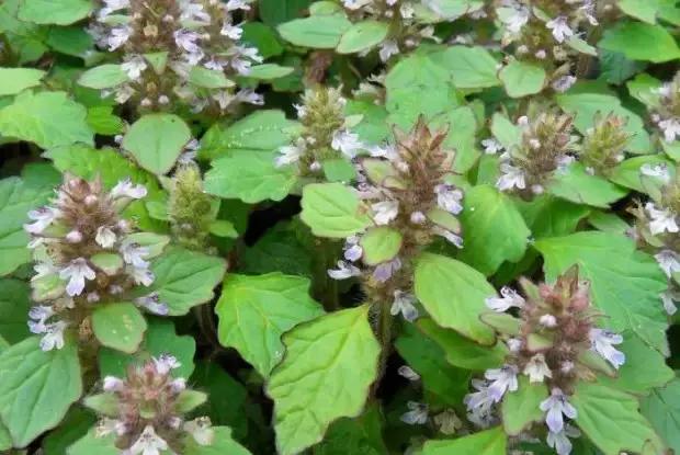 云南人再贵也要吃野生菌,云南人吃饭奢侈