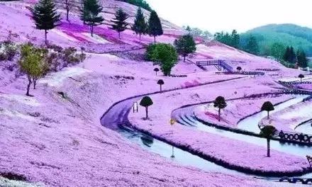 不用去日本也能看的樱花海,不用去日本也可以看到枫叶