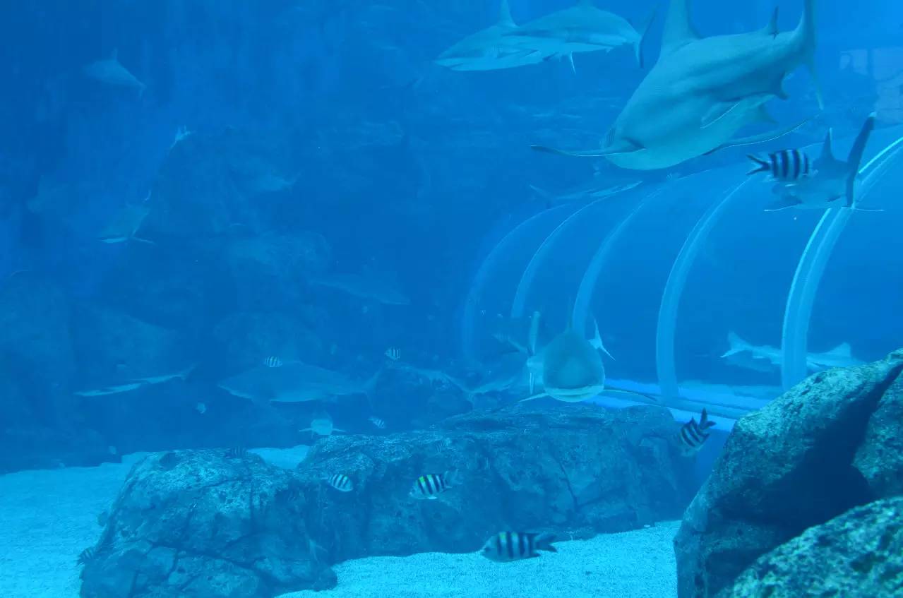 新加坡旅游攻略自由行圣淘沙,新加坡圣淘沙游玩攻略亲子