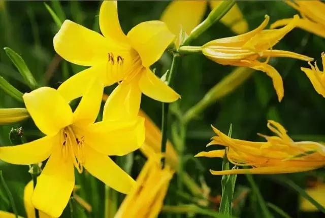 云南人再贵也要吃野生菌,云南人吃饭奢侈