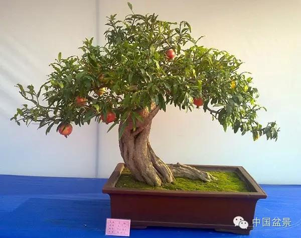 一株盆景60万元,石榴盆景100种图片
