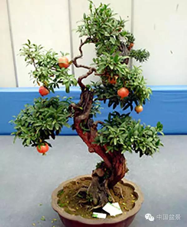 一株盆景60万元,石榴盆景100种图片