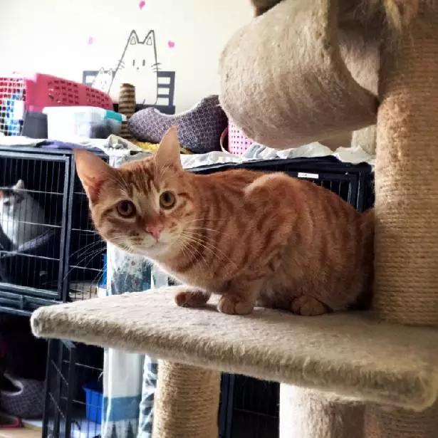 「2月上海春季」有爱领养