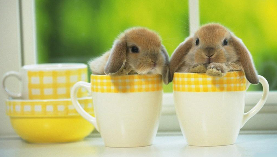 小兔子撒尿怎么解决,小兔子三天没拉怎么解决