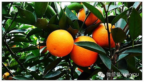 您好，2017年｜阳光灿烂，花果飘香，迎新年这些地方你不得不去！