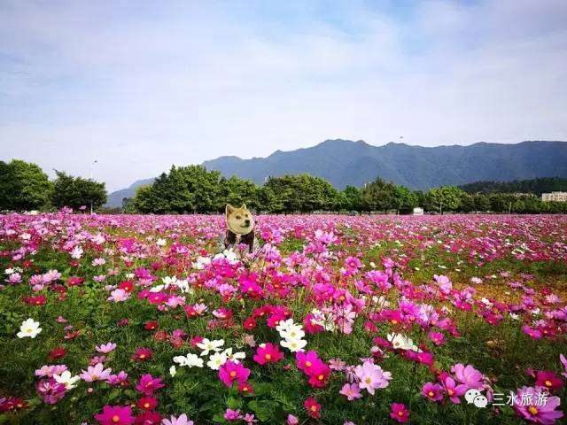 您好，2017年｜阳光灿烂，花果飘香，迎新年这些地方你不得不去！