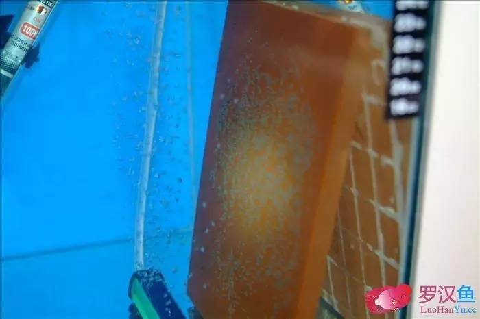 罗汉参的繁殖方法,罗汉鱼怎么养起头