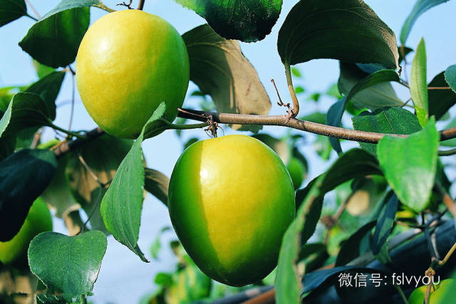 您好，2017年｜阳光灿烂，花果飘香，迎新年这些地方你不得不去！