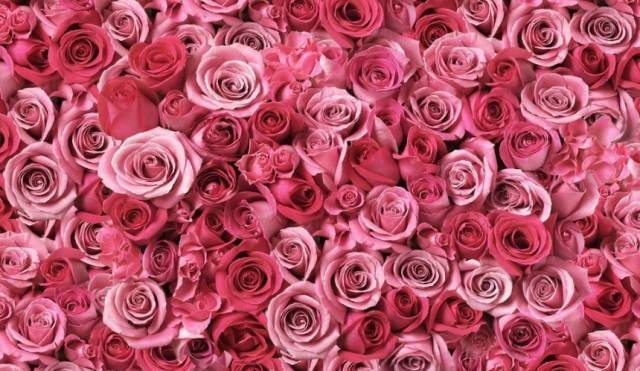 玫瑰花,玫瑰花的葬礼