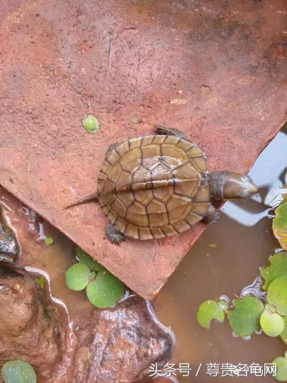 懒人养龟有诀窍，泥水生态养殖就是那么简单！