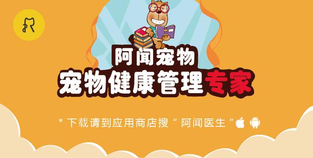 铲屎官如何养宠物,新手铲屎官如何养狗狗