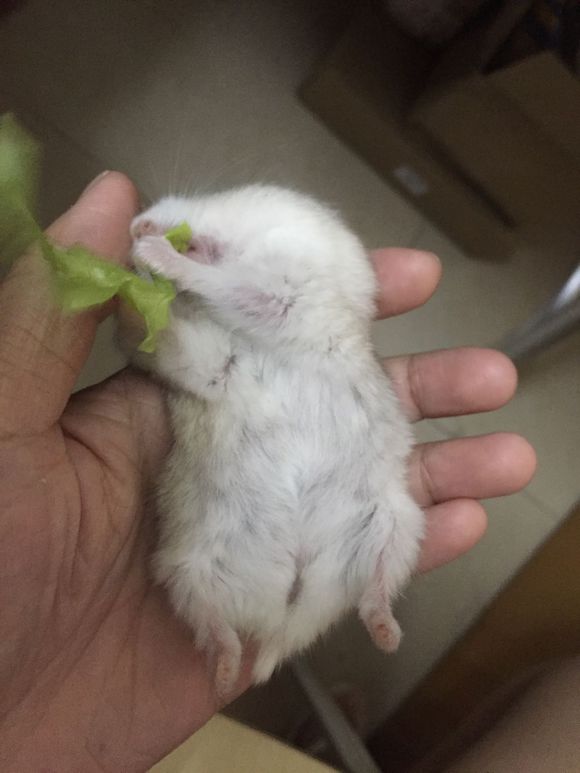 必须买的仓鼠零食,小仓鼠买东西推荐吃的主食小零食